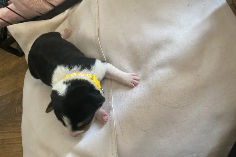 Jack Russell