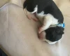 Jack Russell