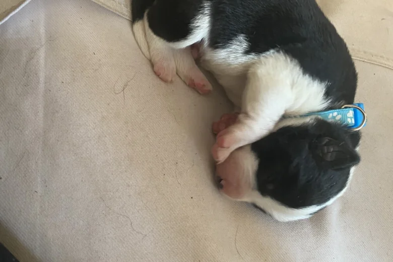 Jack Russell