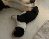 Jack Russell
