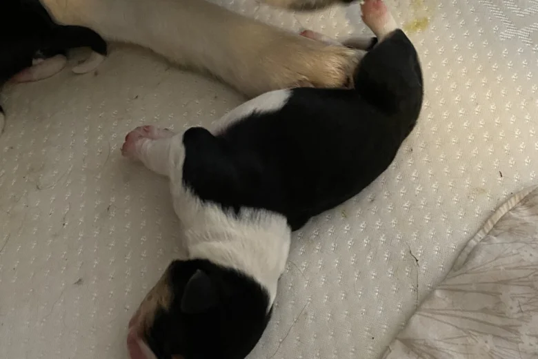 Jack Russell