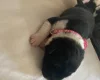 Jack Russell