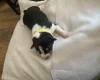 Jack Russell