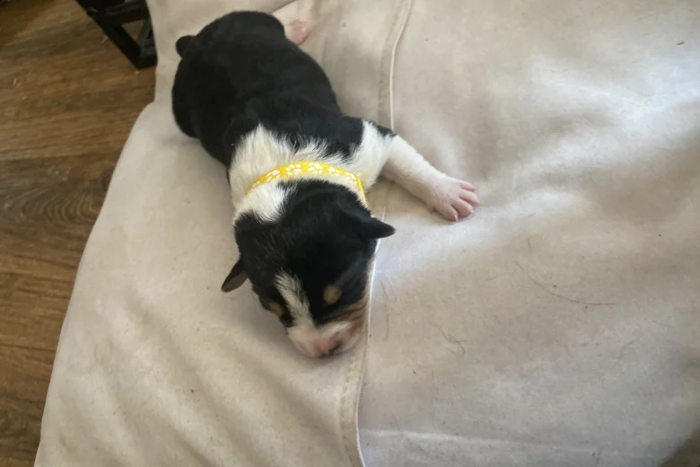 Jack Russell