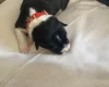 Jack Russell