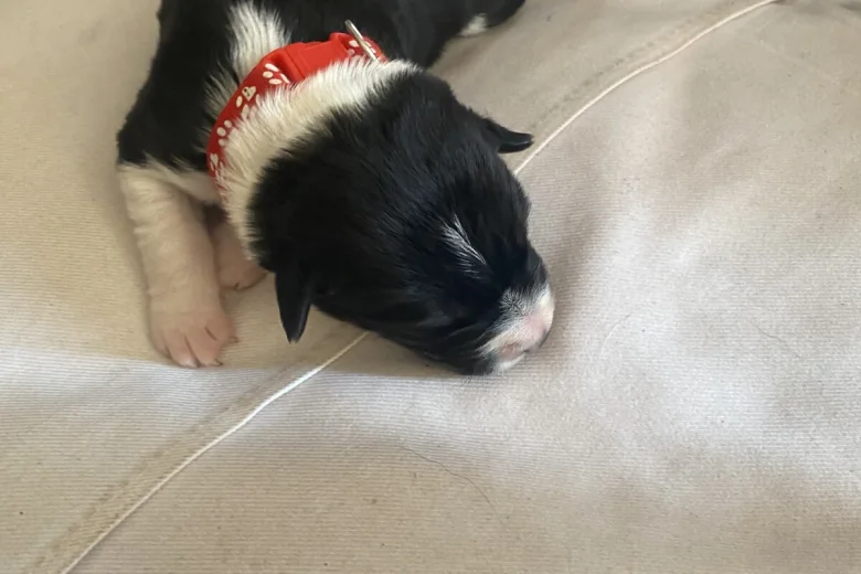 Jack Russell