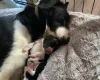 Jack Russell