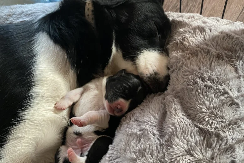 Jack Russell