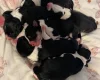 Jack Russell