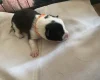 Jack Russell