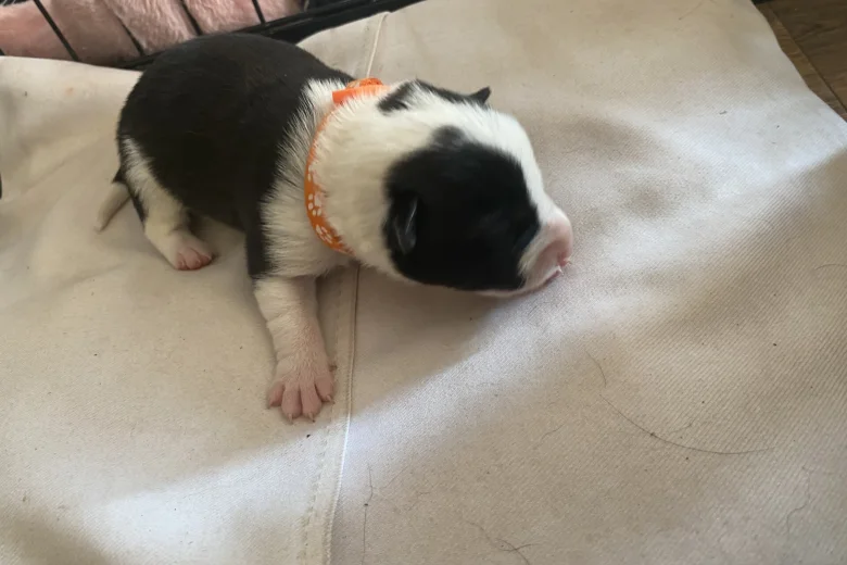 Jack Russell