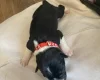 Jack Russell