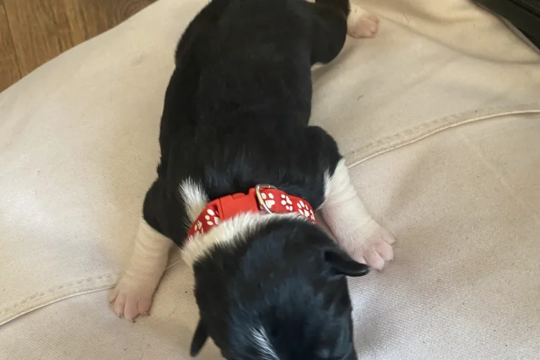 Jack Russell