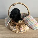 Cockapoo