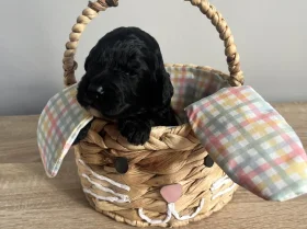 Cockapoo