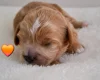 Cavapoo
