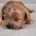 Cavapoo