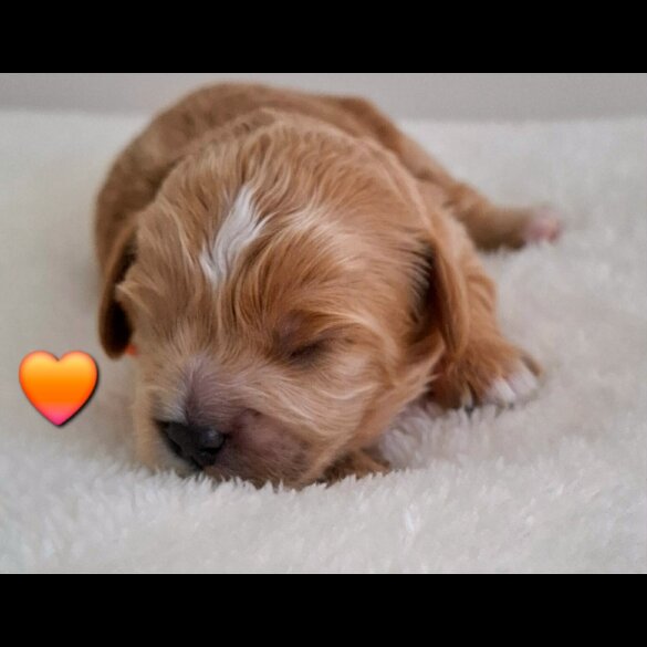 Cavapoo
