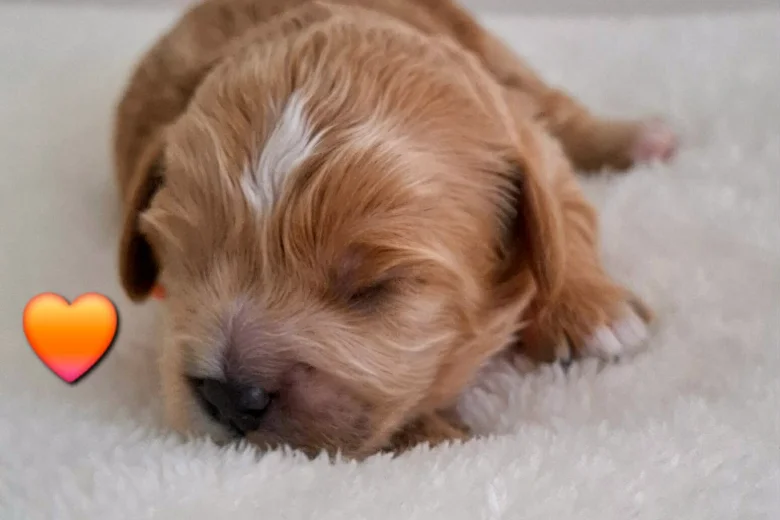 Cavapoo