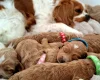 Cavapoo