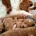 Cavapoo