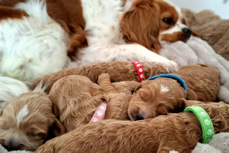 Cavapoo