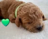 Cavapoo