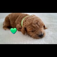 Cavapoo