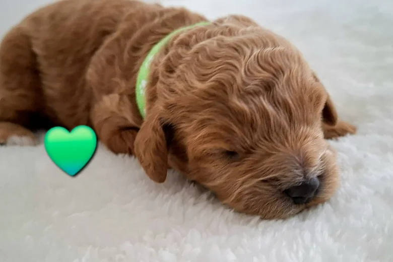 Cavapoo