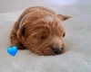 Cavapoo