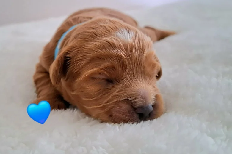 Cavapoo