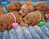 Cavapoo