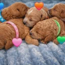 Cavapoo