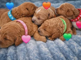 Cavapoo