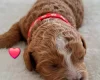 Cavapoo