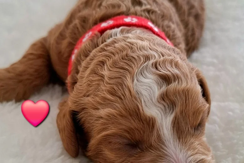 Cavapoo