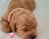 Cavapoo