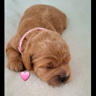 Cavapoo