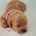Cavapoo