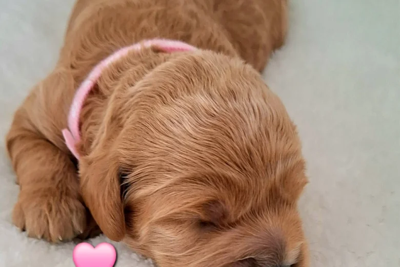 Cavapoo
