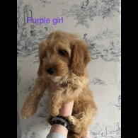 Cockapoo