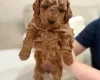 Toy Poodle