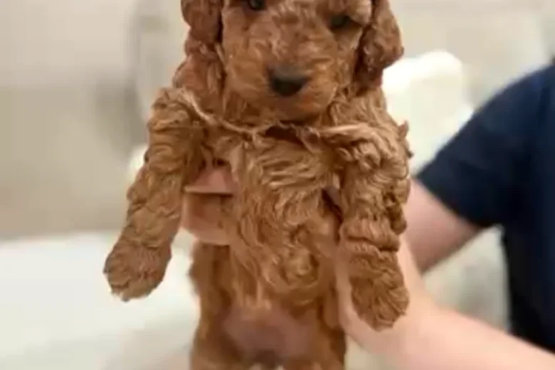 Toy Poodle
