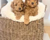 Toy Poodle