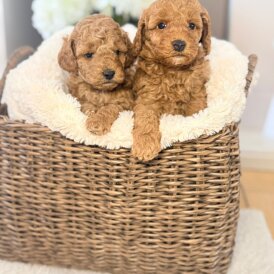 Toy Poodle