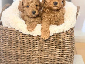 Toy Poodle