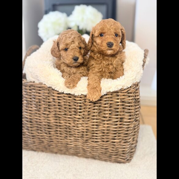 Toy Poodle