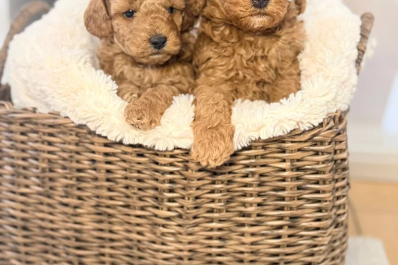 Toy Poodle
