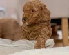 Toy Poodle