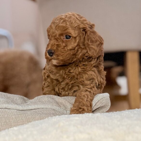 Toy Poodle